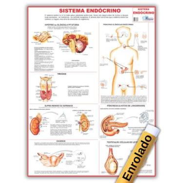 Imagem de Mapa Sistema Endócrino - Medicina - Enfermagem - Gigante E Enrolado 12