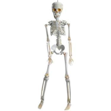 Imagem de Decoração Halloween Caveira Amom Boneco Esqueleto 3D Realista pra Enfe