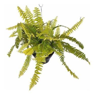 Imagem de Samambaia Ouro - Nephrolepis Exaltata Gold - Planta Natural - Orquiflo
