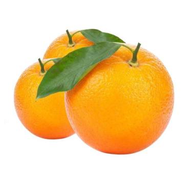 Imagem de Muda Frutífera de Laranja Folha Murcha Enxertada - AgroJardim