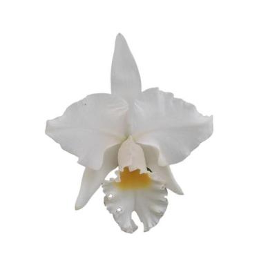Imagem de Orquídea Cattleya Branca - Adulta - ORQUIVITRO
