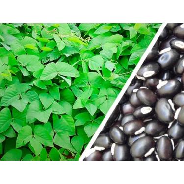 Imagem de Mucuna Preta - 5kg De Sementes