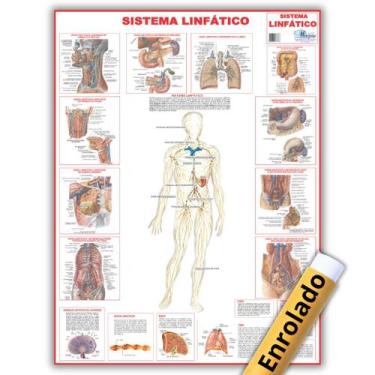 Imagem de Mapa Anatômico Enrolado Do Sistema Linfático 120x90 Cm - Medicina - En