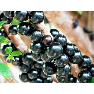 Imagem de Muda de Jabuticaba Hibrida ou Precoce P - no-brand