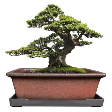 Imagem de MUZHI Vaso decorativo de cerâmica para bonsai, 21 cm com bandeja, respirável, retangular, terracota, argila, para árvores, suculentas, cactos, ambientes internos, externos, vermelho, marrom