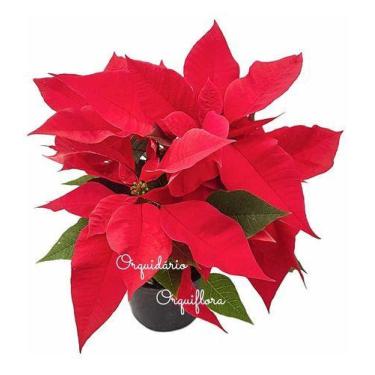 Imagem de  Planta Natural Flor Do Natal Bico-de-Papagaio Poinsétia Envasada Alta