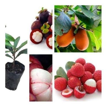 Imagem de Mangustin, Cupuaçú E Lichía - 3 Frutíferas Exóticas - Mudas Herculandi