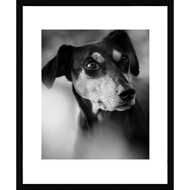 Imagem de Quadro Pet Cachorro Da Raça Pinscher Decore Pronto Preto/branco 53x63cm