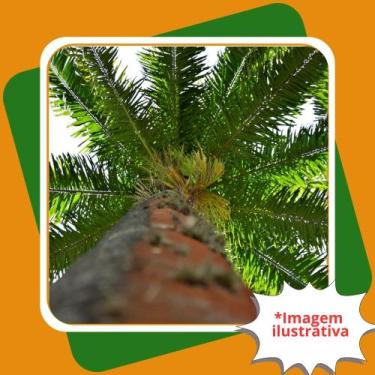 Imagem de Muda de Palmeira Imperial  Roystonea Oleracea. - Gardencitrus