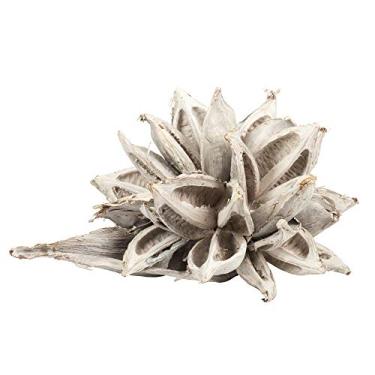 Imagem de Vickerman White Wash Star Pod Extra Grande 30,5 cm a 40,6 cm de altura, decoração de cápsula realmente preservada para casa ou arranjos do dia a dia, 1 peça