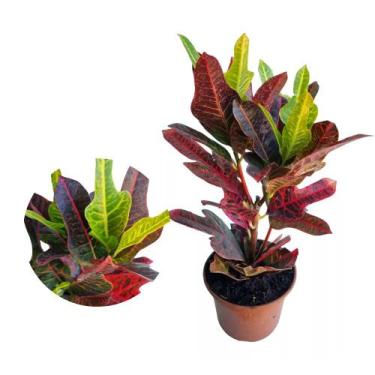 Imagem de Muda de Cróton Pé De Galinha 20 a 40cm AMK - Plantas Online - Genérico