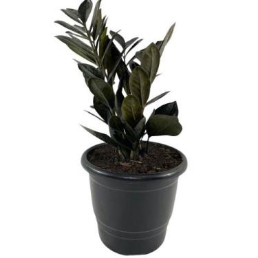 Imagem de 1 Planta Zamioculca Black Zamio Zaza Pote 17 Grande - FLORA FULL
