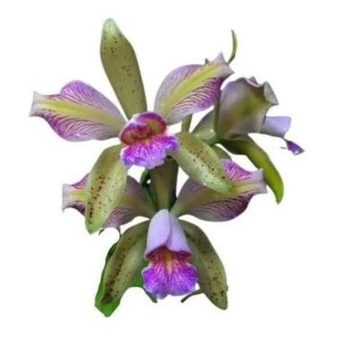 Imagem de Orquidea Cattleya Forbesi X Leopoldi Trilabelo X Self Cod/16 - orquida