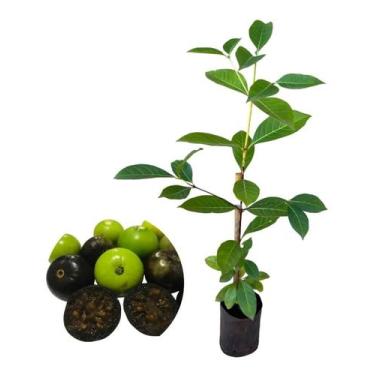 Imagem de Muda De Marmelo Do Cerrado - Exótica - AMK - Jardinagem e Paisagismo