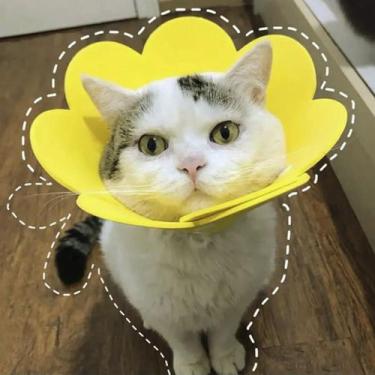 Imagem de Colar Elizabetano Gato Pet Caes Cirurgia Recuperaçao Cone Ajustavel Do