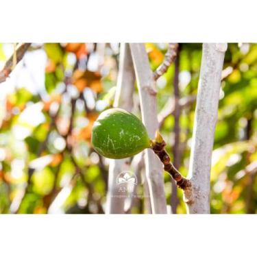 Imagem de Muda de Figo Produzindo Altura 1,0 m a 1,5 m - AMK - Jardinagem e Pais