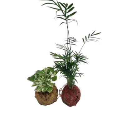 Imagem de Kit 2 Mini Kokedama Jardim Suspenso Vertical Envio Aleatorio - Orquifl