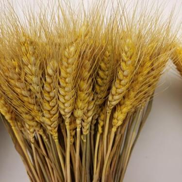 Imagem de Tijolos de Trigo 100 Peças Espiga Natural Grãos para Arranjo Mesa Jantar em Casa Arte Flor Decoração Casamento