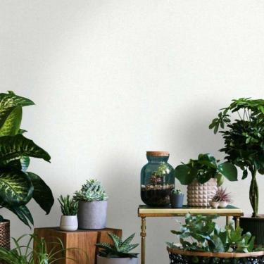 Imagem de Papel De Parede Up To Date Textura Branco 34836