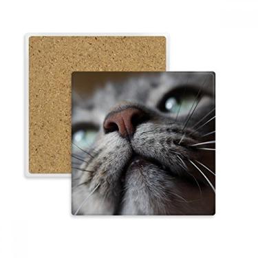Imagem de Animal Looking Up Cat Fotografia Quadrada Porta-copos Porta-copos Caneca Suporte Subplaca Pedra de Isolamento
