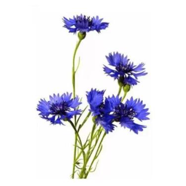 Imagem de 60 Sementes De Flor Centáurea Cyanus Dobrada Sortida - SEEDS