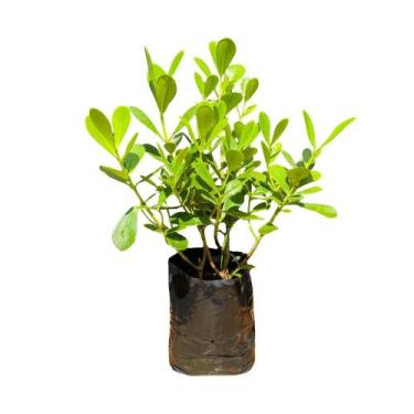 Imagem de Muda de Clusia 50cm Rápido Crescimento Ideal Para Cerca Viva - AgroJar