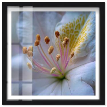 Imagem de Forest of Anthers I Shadowbox Print Floral Wall Art por Notoriart, moldura preta, 78 x 79 cm