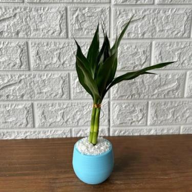 Imagem de Bonsai Decorativo Artificial com Planta Artificial Tipo Bambu, Vaso de Planta Colorido para Decoração de Sala, Escritório e Ambiente Interno (Azul Bebê)