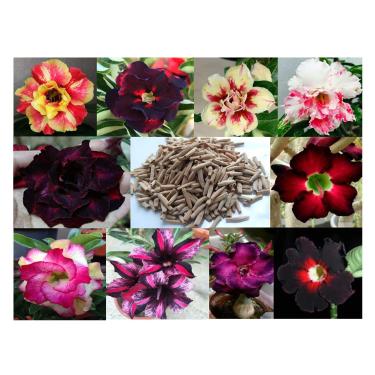 Imagem de 10 Sementes de Rosas do Deserto triplas, duplas e simples (Adenium obesum) Sortidas Kit nº 1