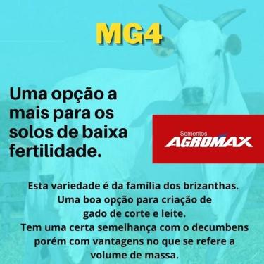 Imagem de MG-4 (Brachiaria Brizantha MG-4 Peletizada de 10 Kg)