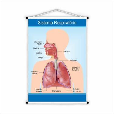 Imagem de Banner De Lona Escolar  Sistema Respiratório Humano - 85x60cm - Fabrik