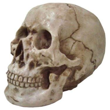 Imagem de Cranio Grande Tamanho Real de Resina De Alta Qualidade - Decore Casa
