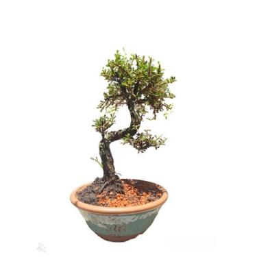 Imagem de Bonsai Cotoneaster minifolia vaso de ceramica 15 anos Robusta - Quinta