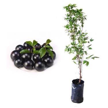Imagem de Muda de Jabuticaba Sabara 50 a 80cm AMK - Plantas Online - Genérico