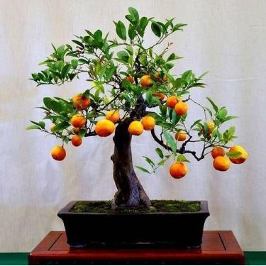 Imagem de Muda Limão Flying Dragon Anão para Bonsai - Raro - no-brand