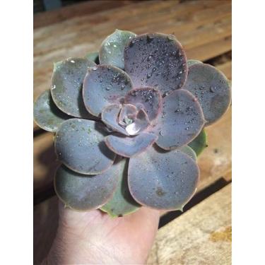 Imagem de Perle - Muda de Suculenta Compacta em Vaso 09 - Garden Viveiro Espaço 