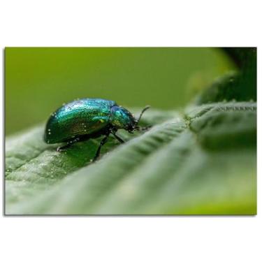 Imagem de 6 Entomology Wall Art Arthropods Canvas Prints Beetles Poster For Home Set of 1 Decorações Noframed 30.5 cm x 20.3 cm