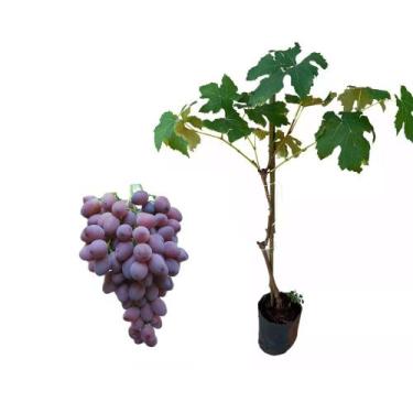 Imagem de Muda de Uva Isis 50 a 80cm AMK - Plantas Online - AMK Jardinagem e Pai