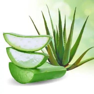 Imagem de Babosa Natural Fresca Aloe Vera Folhas Grandes Com Muito Gel Direto Do