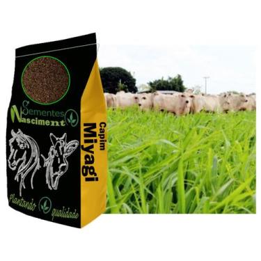Imagem de 2kg Sementes de capim miyagi excelente para formar pastagem resistente