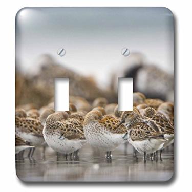 Imagem de 3dRose LSP_95655_2 WA, Bottle Beach, Gray Harbor, Western Sandpiper birds-US48 GLU0122-Gary Luhm Interruptor duplo