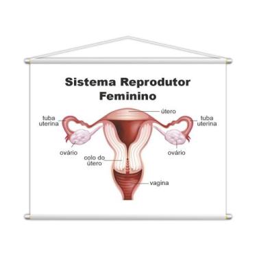 Imagem de Sistema Reprodutor Feminino Banner Escolar 100X80Cm - Plimshop