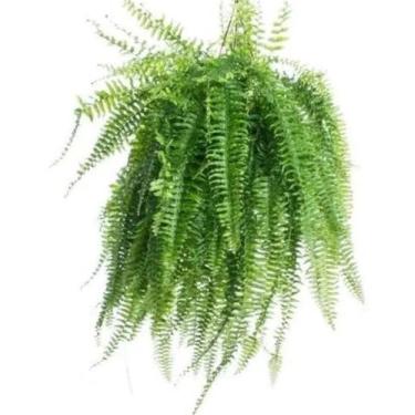 Imagem de Samambaia americana de metro planta natural - Green house bonsai