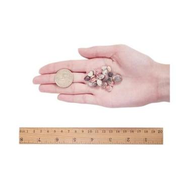 Imagem de Conchas Marinhas Mistas 1500pcs Conchas Naturais Em Espiral Para Decor