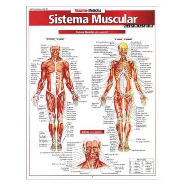 Imagem de Resumão Sistema Muscular - BFeA