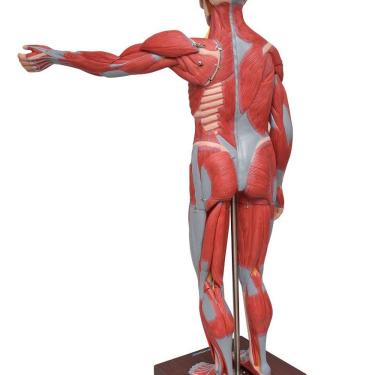 Imagem de Figura Muscular De 1,70 Cm C/ Órgãos Internos Em 22 Partes