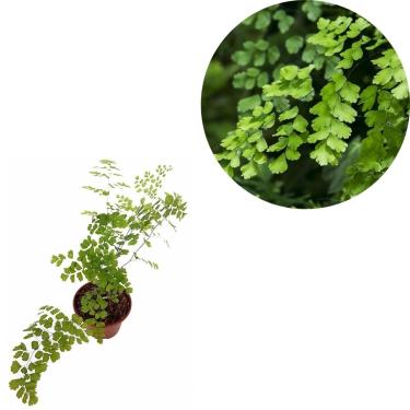 Imagem de Muda Avenca Planta Natural Folhagem Vaso Pote 15