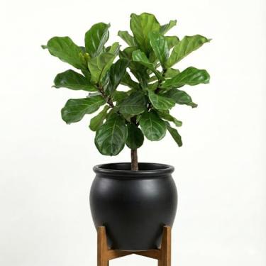 Imagem de Genérico Vaso Redondo Decorativo para Interiores, Tamanho P, Verde, Cimento, Acabamento em Granilite, Formato Redondo, Vaso para Plantas, 12x10x11 cm