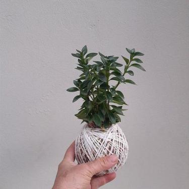 Imagem de Kokedama de peixinho - Orquídeas & Cia