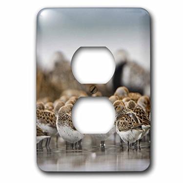 Imagem de 3dRose Lsp_95655_6 WA, Bottle Beach, Gray Harbor, Western Sandpiper Birds-Us48 Glu0122-Gary Lump 2 Tomadas, Multicolorido